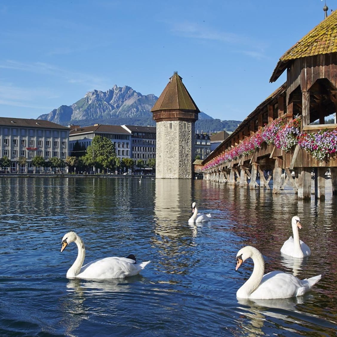 lucerne and swans (3).jpg