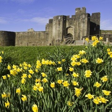 daffodils castle 2 (2).jpg