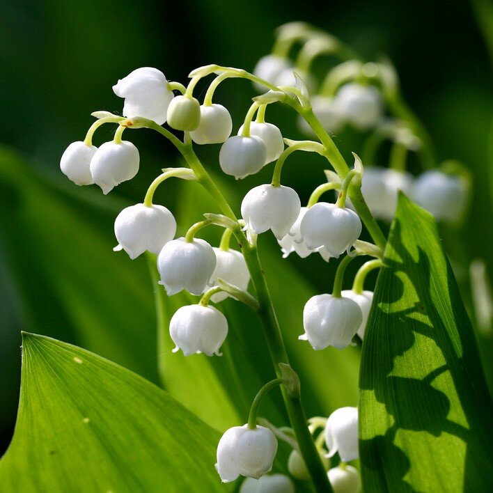 muguet-lilly-of-the-valley-by-Muffet-via-Flickr (2).jpg