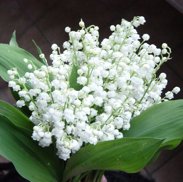 Today Is Muguet Day Anikka Becker Today Is Muguet Day Anikka Becker
