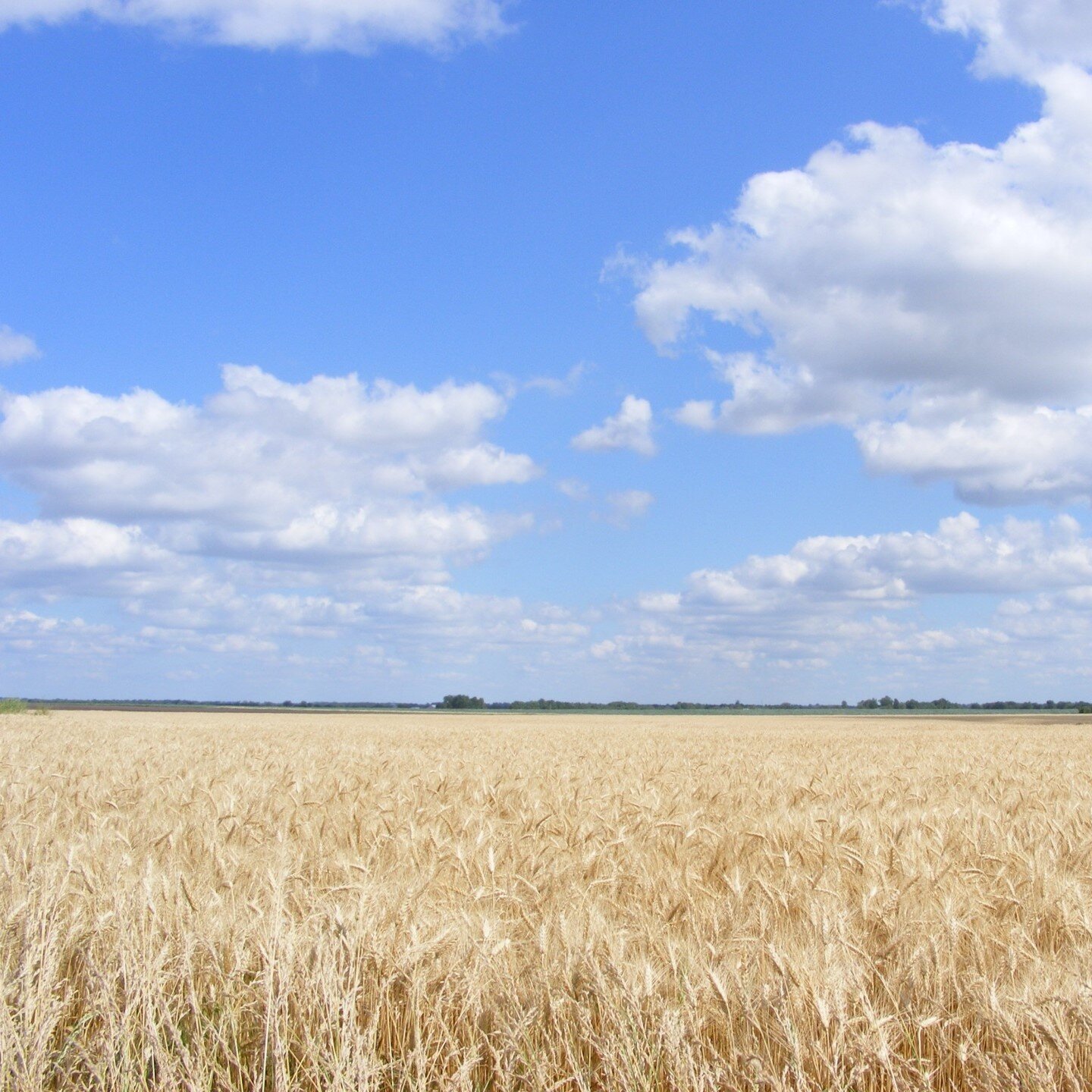 kansas wheat field (2).jpg