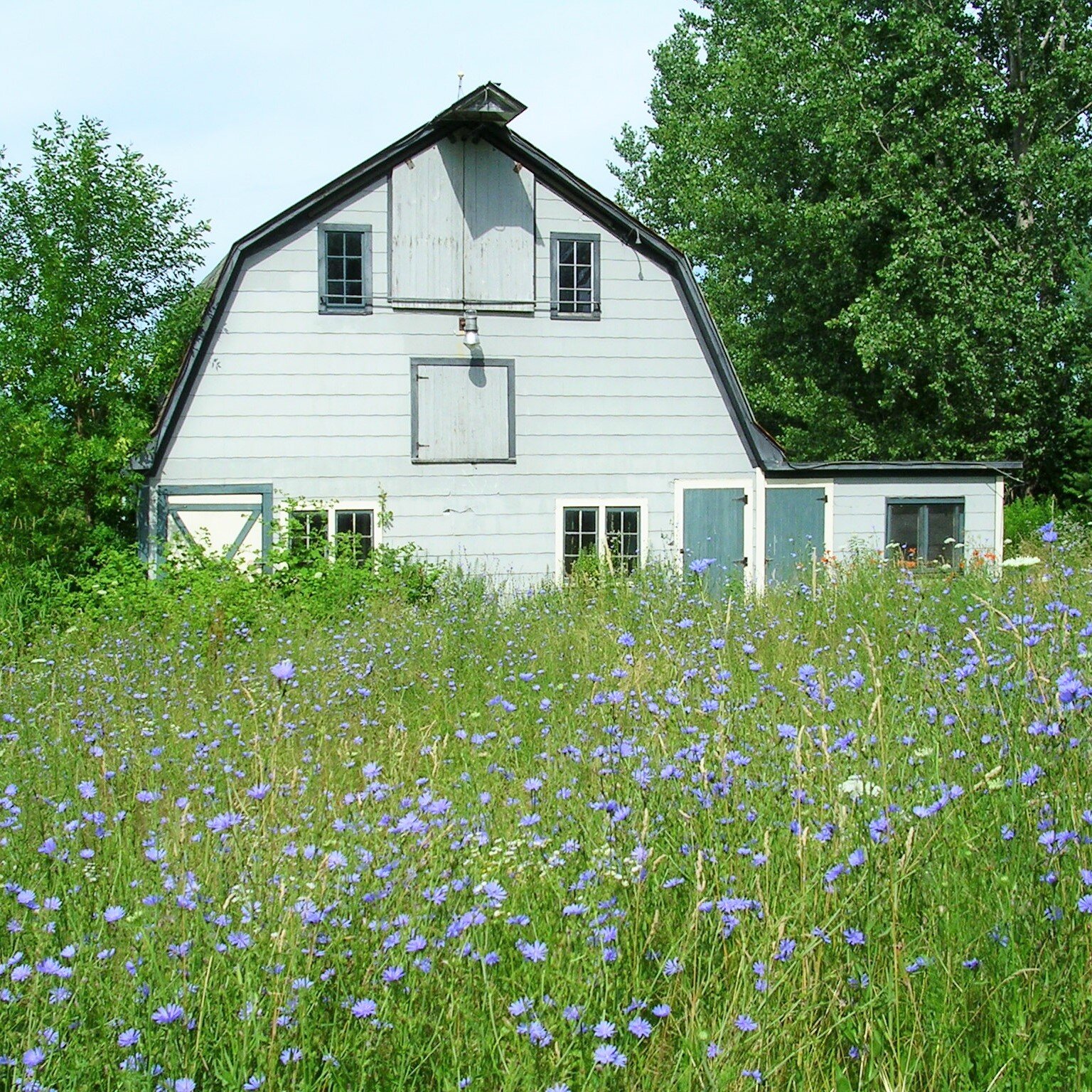 vermont wildflowers and barn (3).jpg