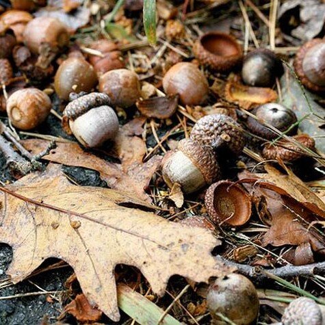 acorns on ground (2).jpg