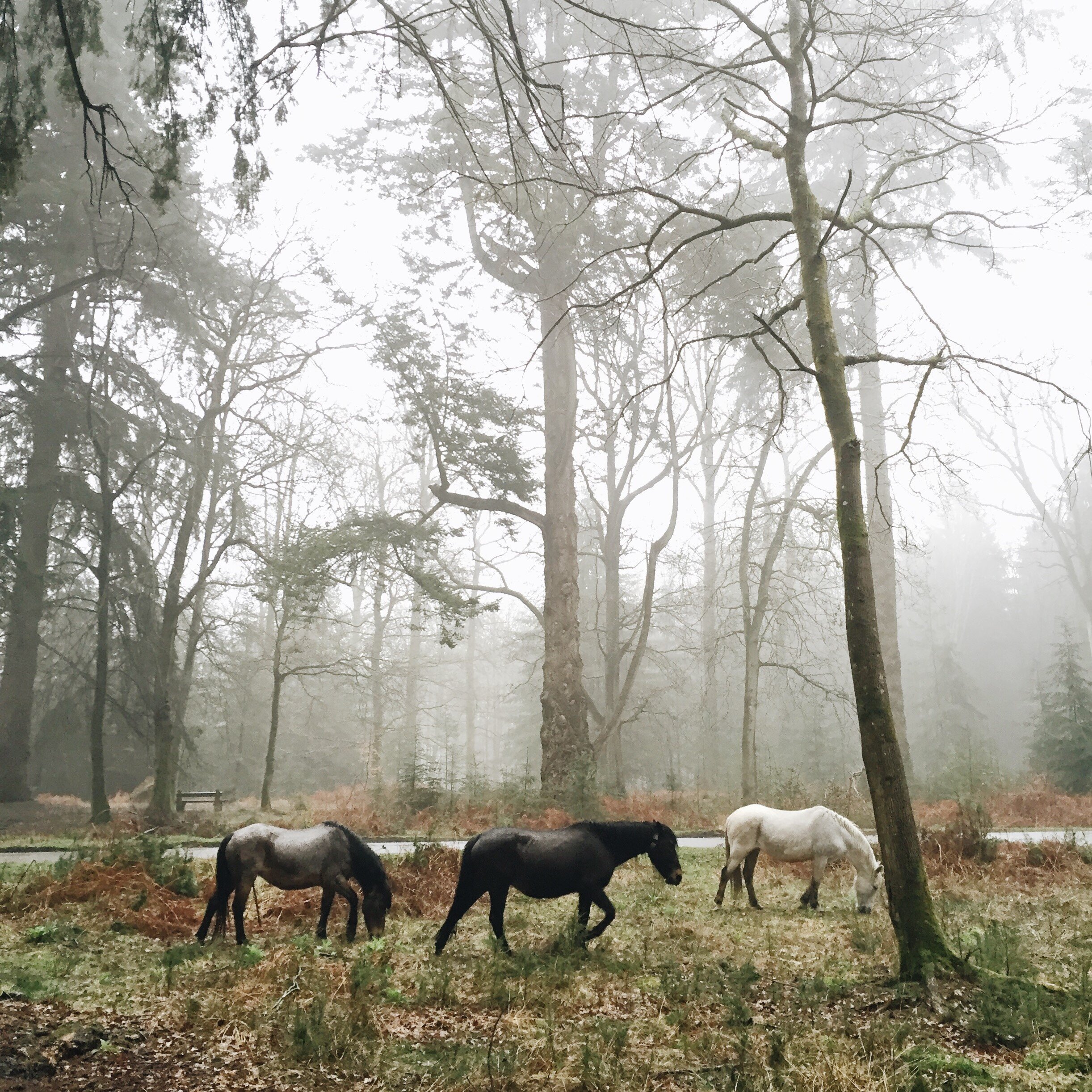 new forest ponies (2).jpg
