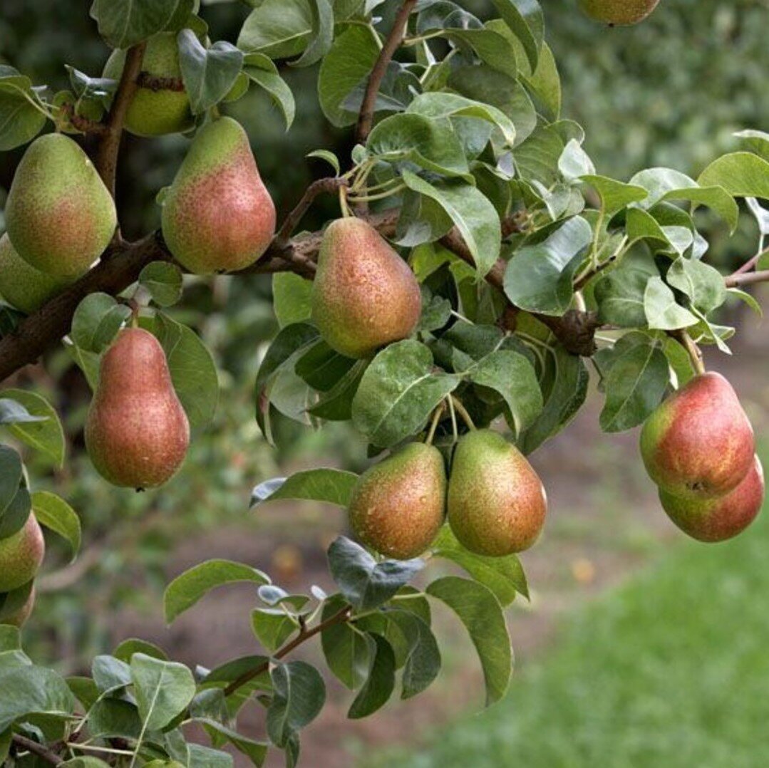 pears in a tree (2).jpg