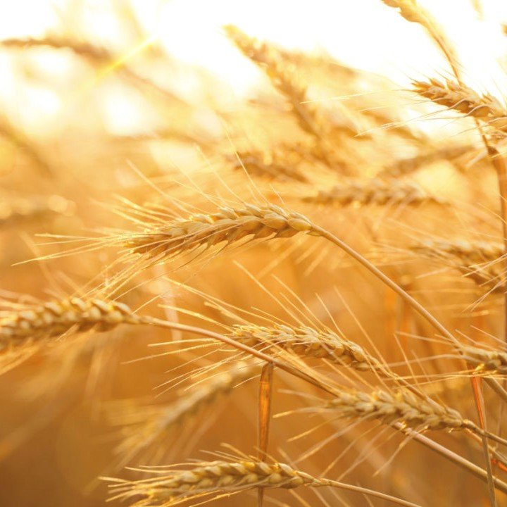 wheat (2).jpg