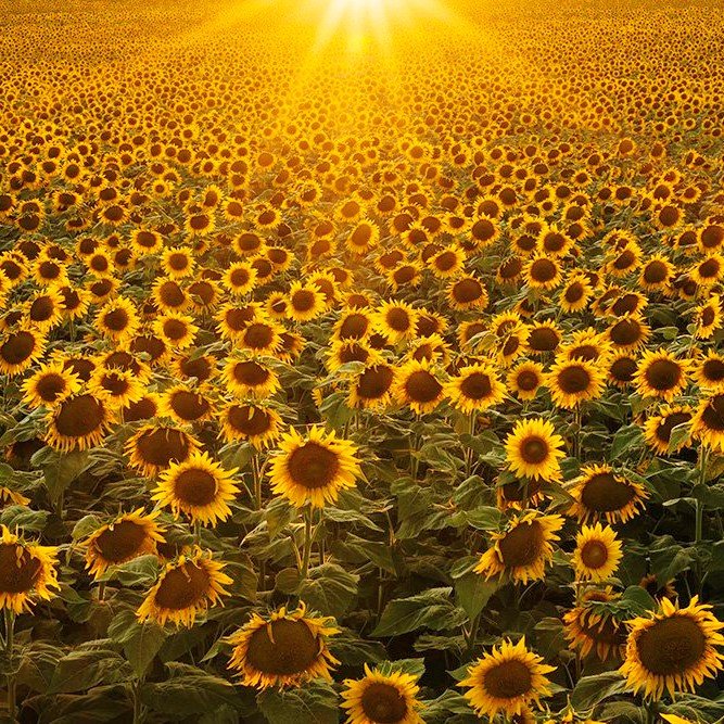 kansas sunflowers (2).jpg