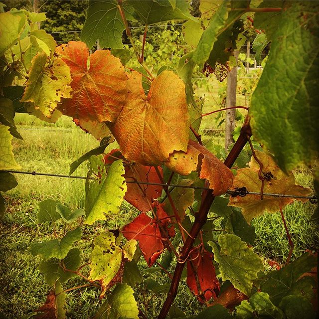 Happy First Day of Fall y&rsquo;all! 🍁🍂 the vineyard&rsquo;s lookin pretty #fallyall #vineyardlife #vineyardfun #fall #firstdayoffall #battonhollowwinery