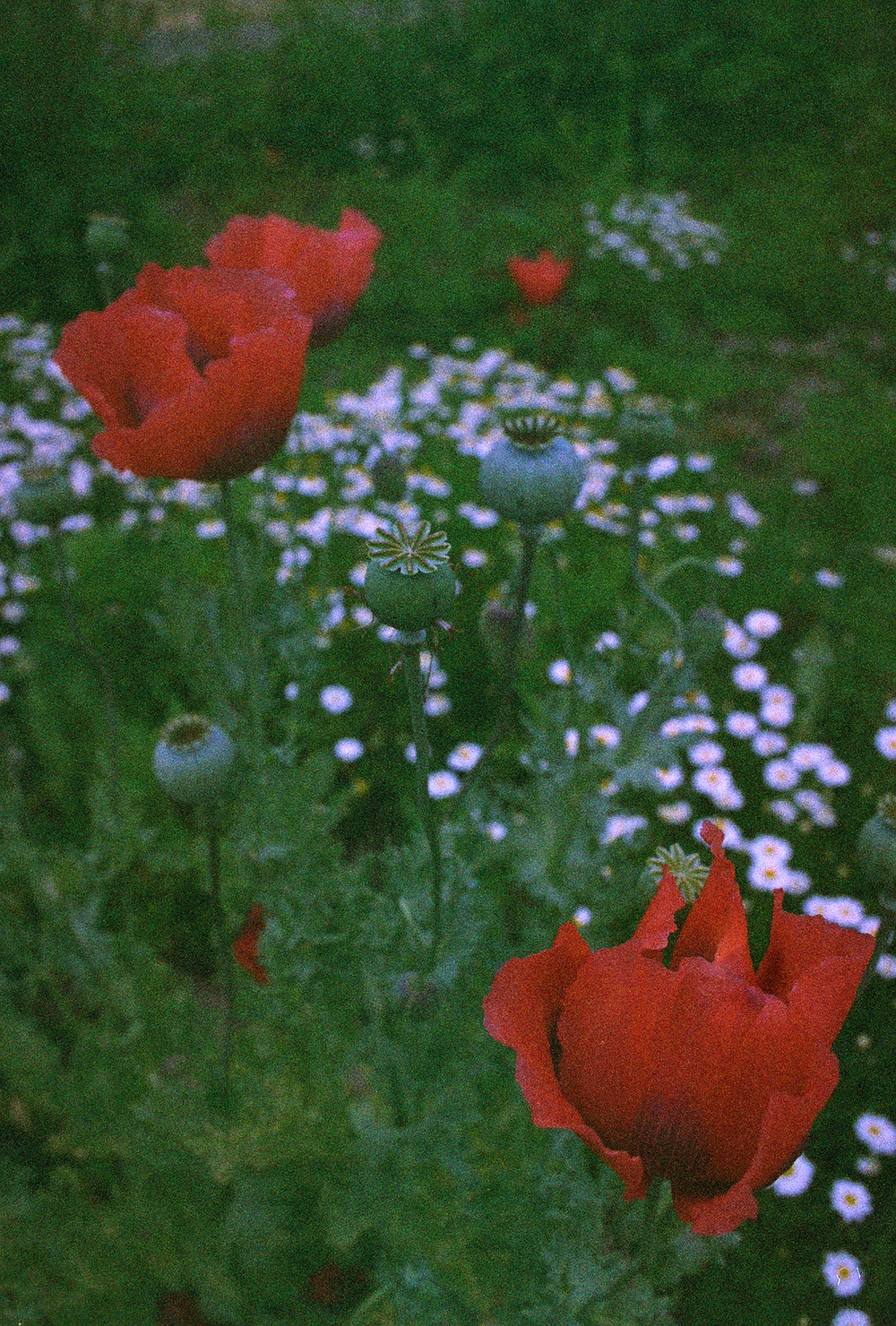   Untitled 2   35mm color film  2016 