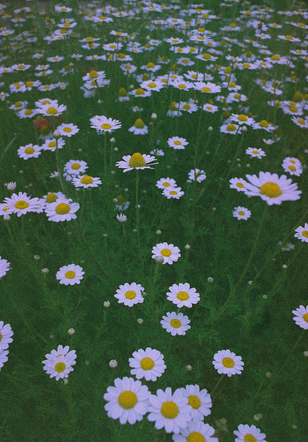 Untitled 3 35mm color film 2016