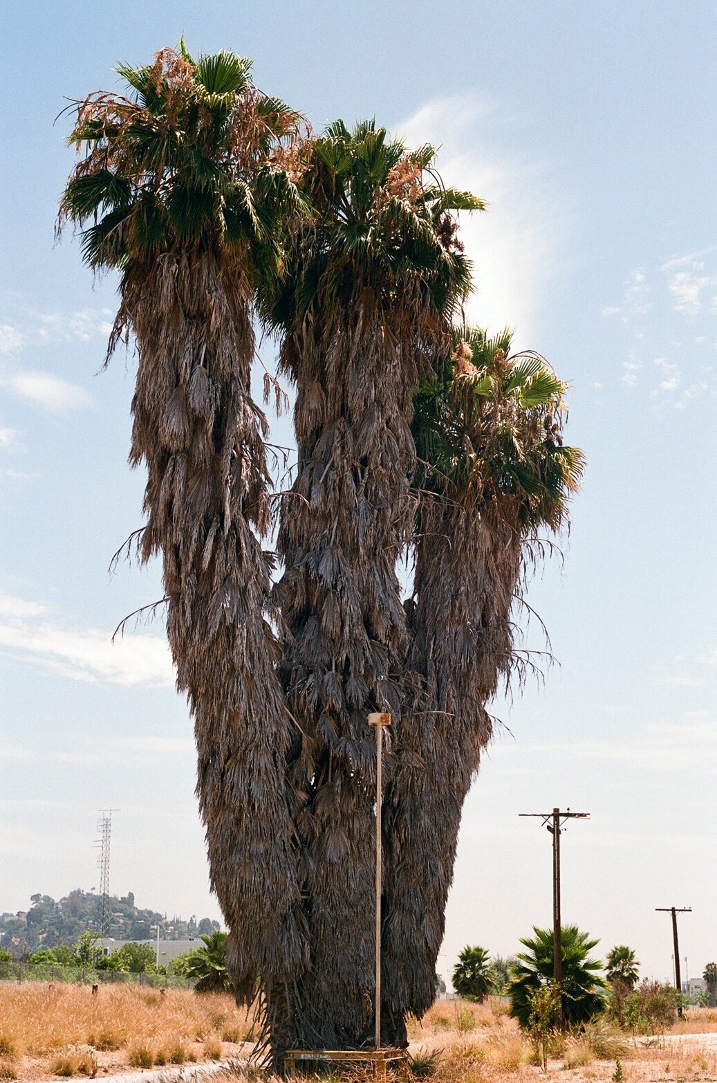   L.A. River   Portra 400  2019 