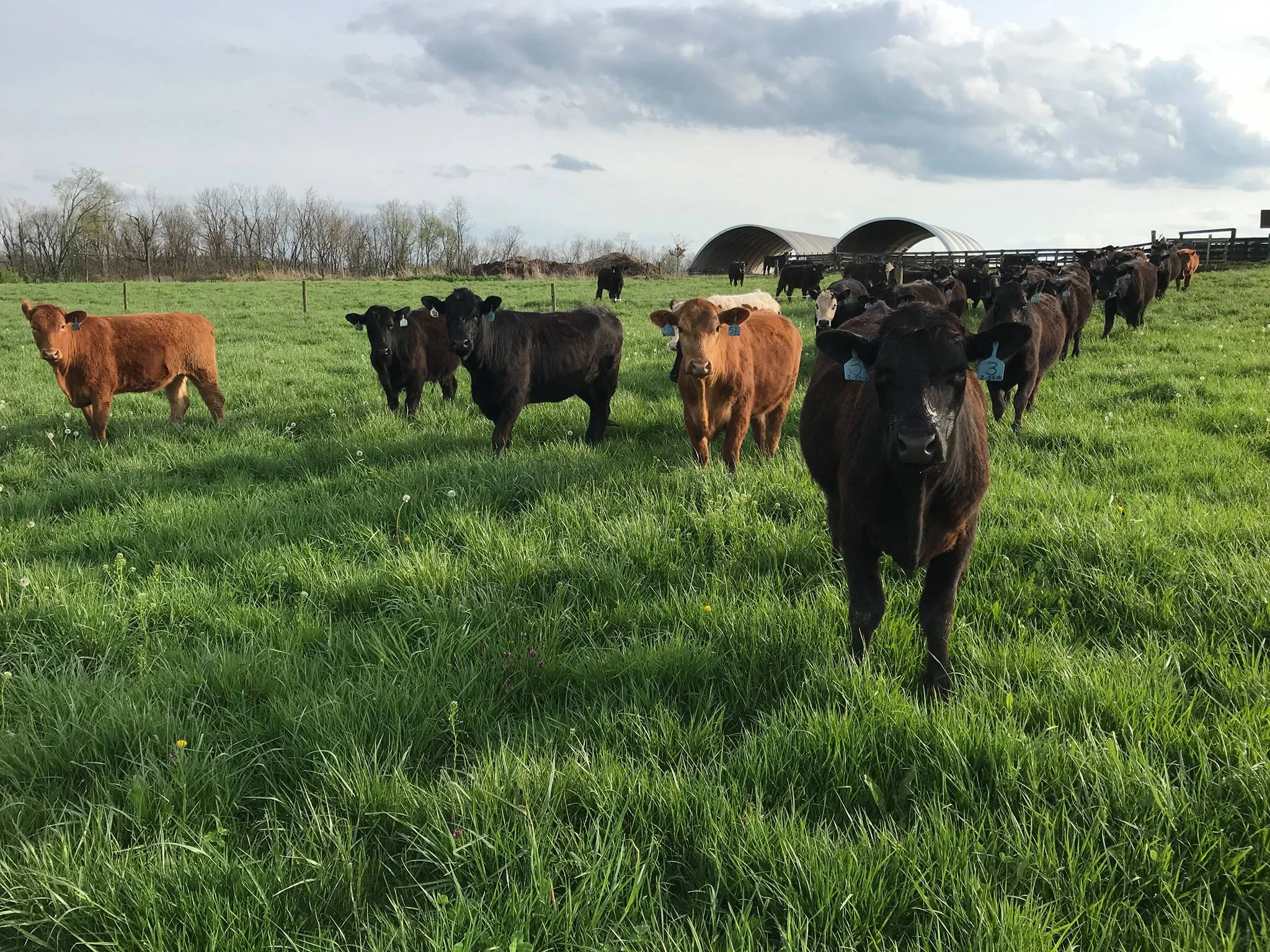 clarkfamilyfarm-beef.jpg