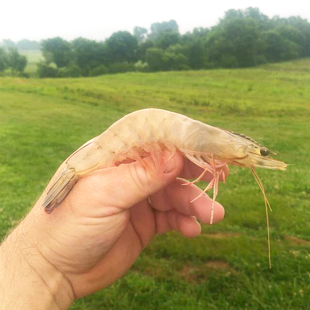 RollingBlueFarmKY-Shrimp.png
