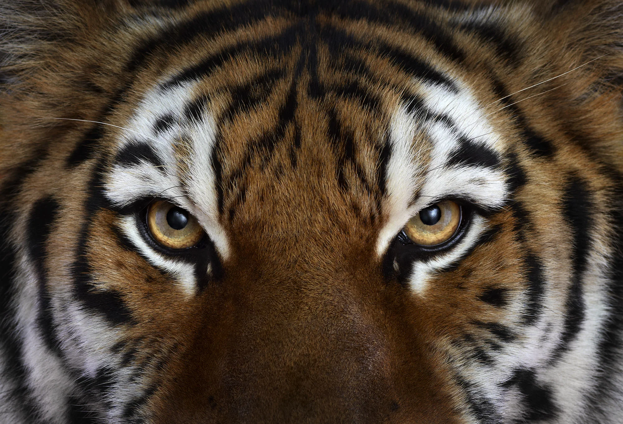 Tiger #4, Los Angeles, CA, 2010 by Brad Wilson