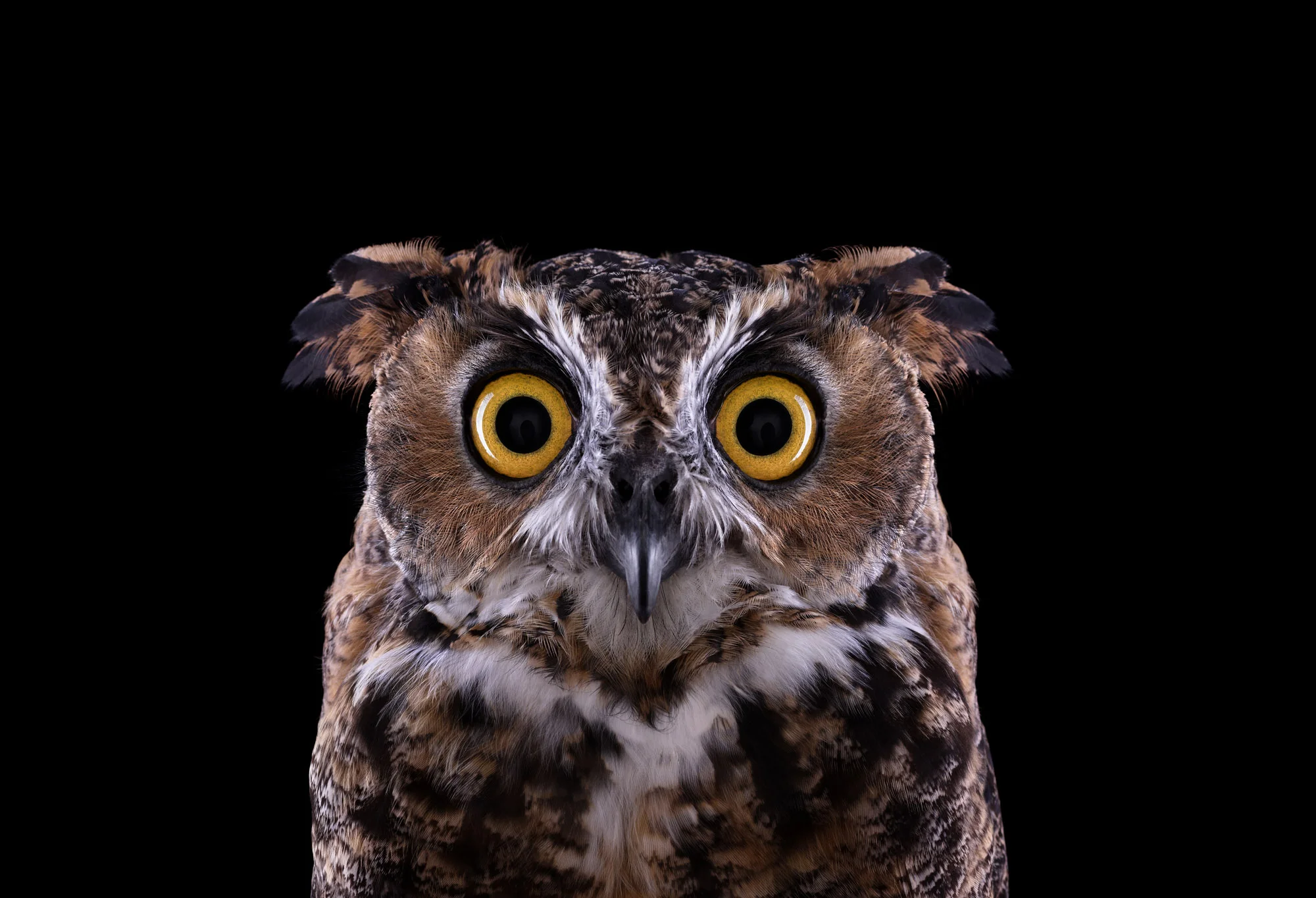 Great Horned Owl #3, Espanola, NM, 2011 by Brad Wilson