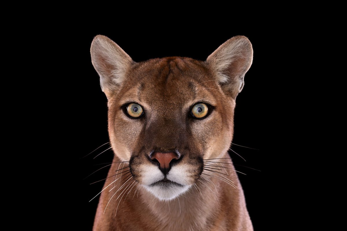 Mountain Lion, Los Angeles, CA, 2011 by Brad Wilson