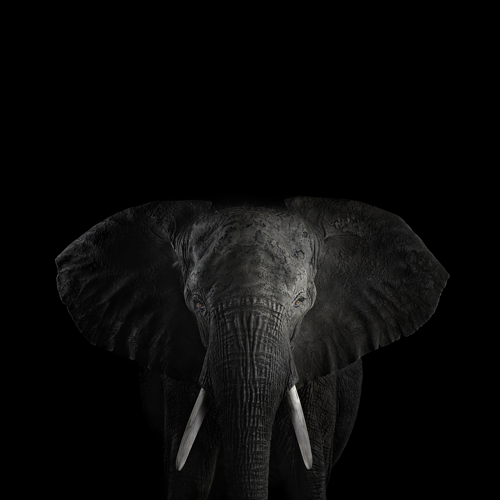 African Elephant #1, Los Angeles, CA, 2010 by Brad Wilson