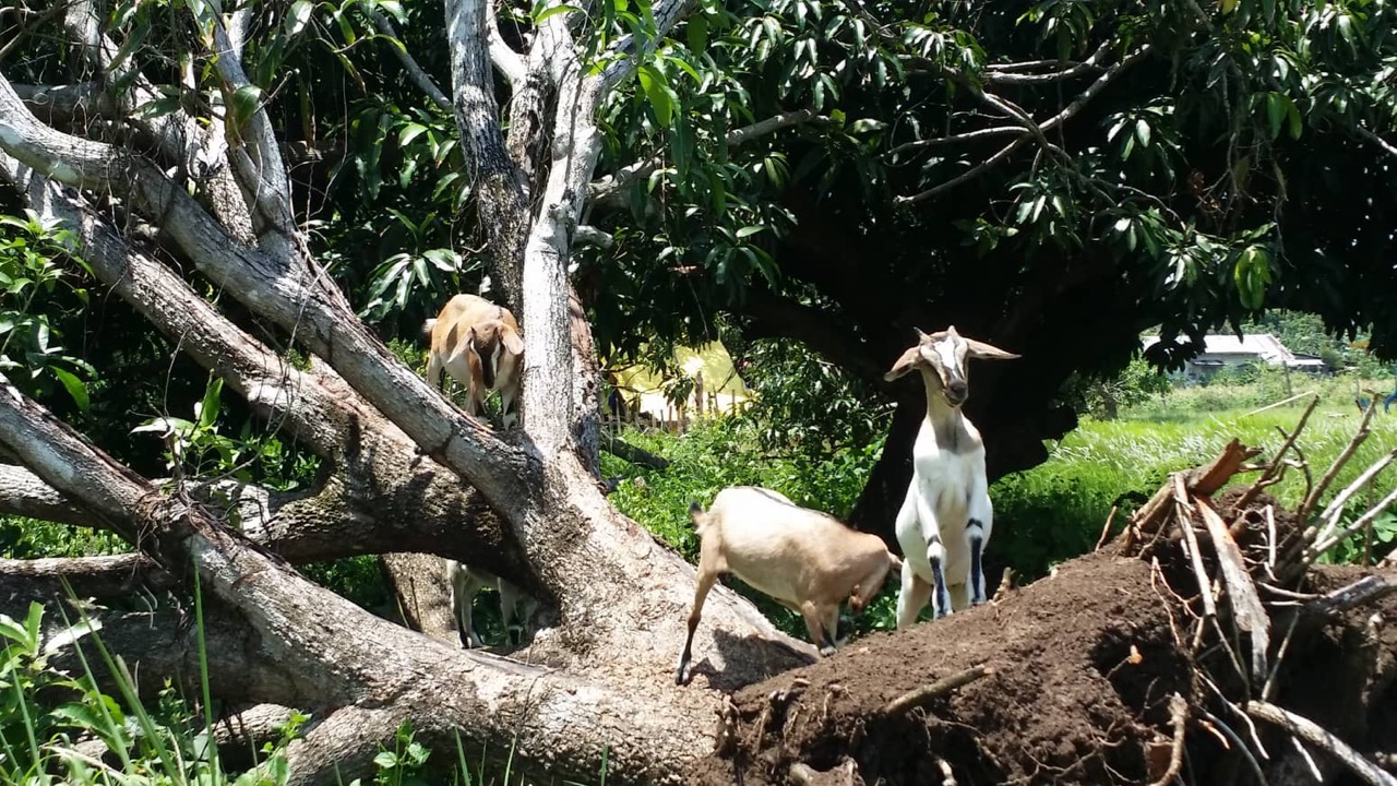 Goats in mango tree 2.jpg