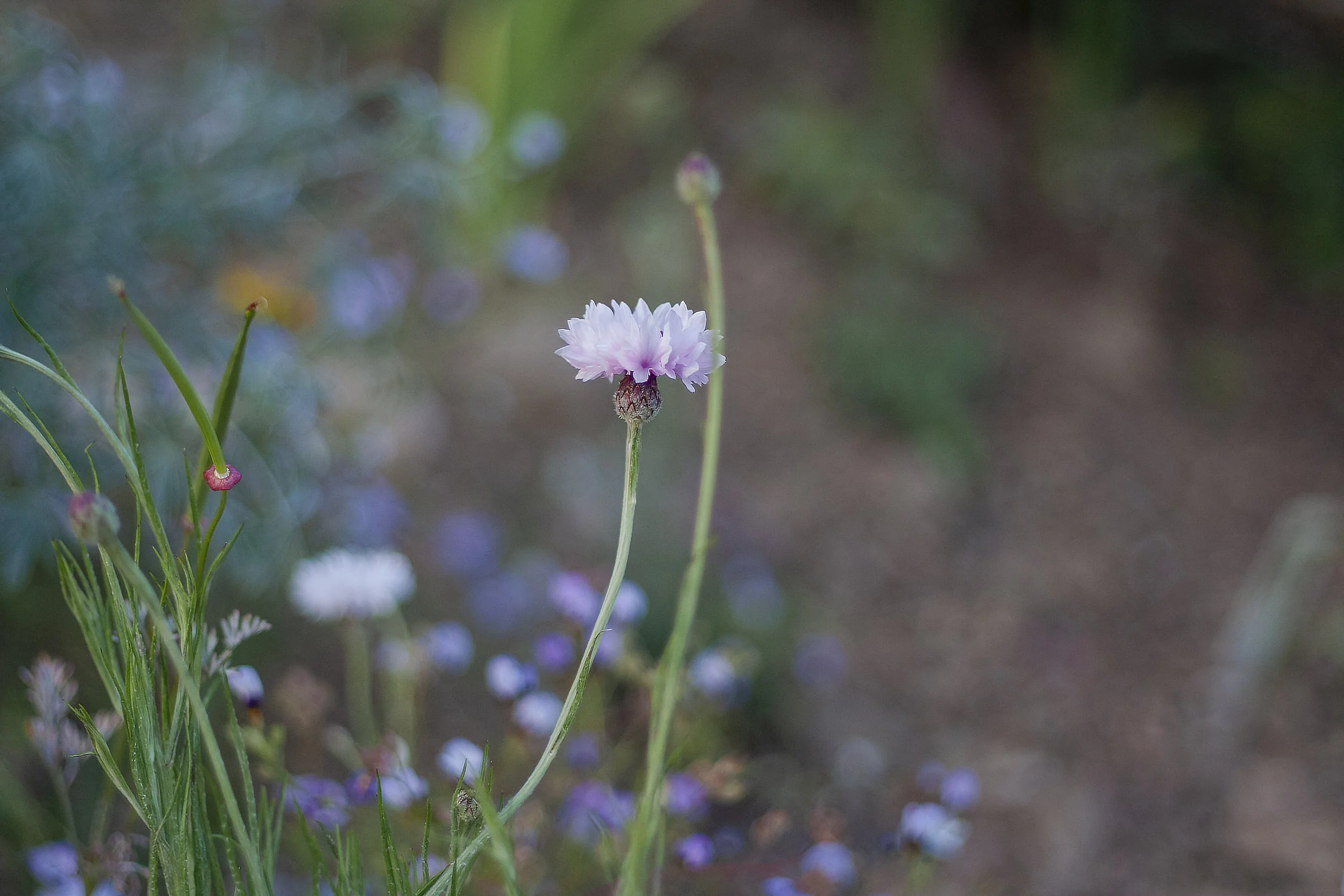 Flowers_IMG_2682.jpg