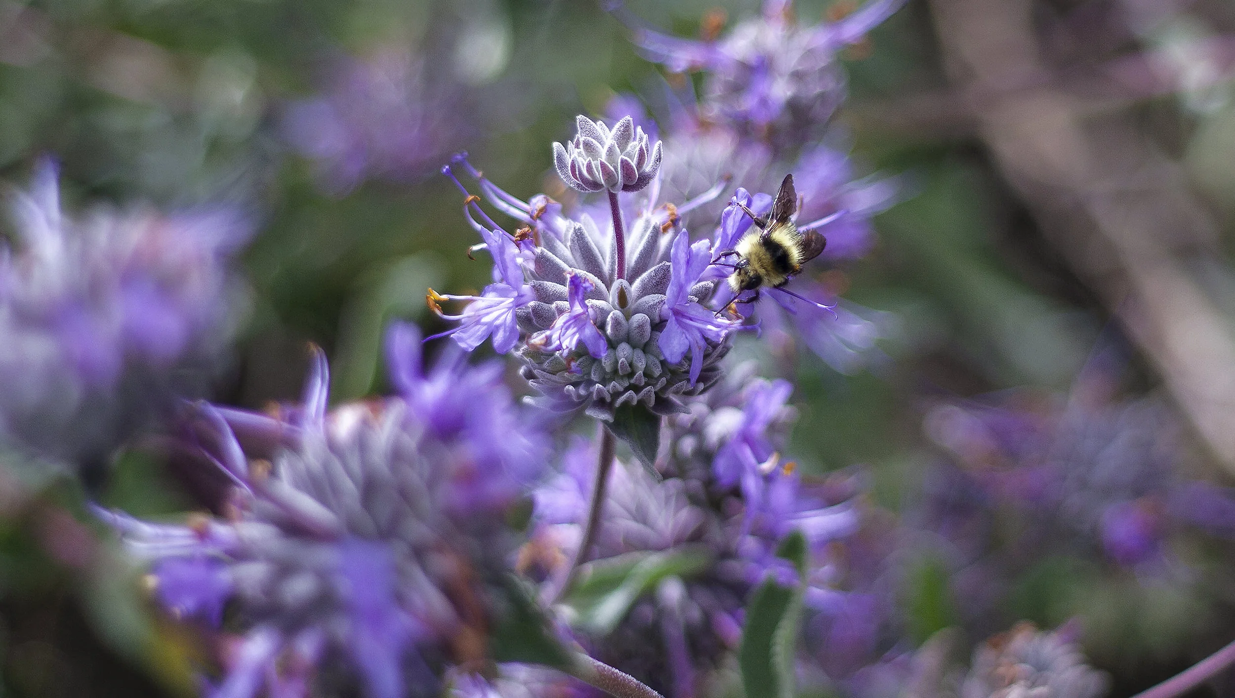 crop2_bumble_bee_salvia_IMG_2590.jpg