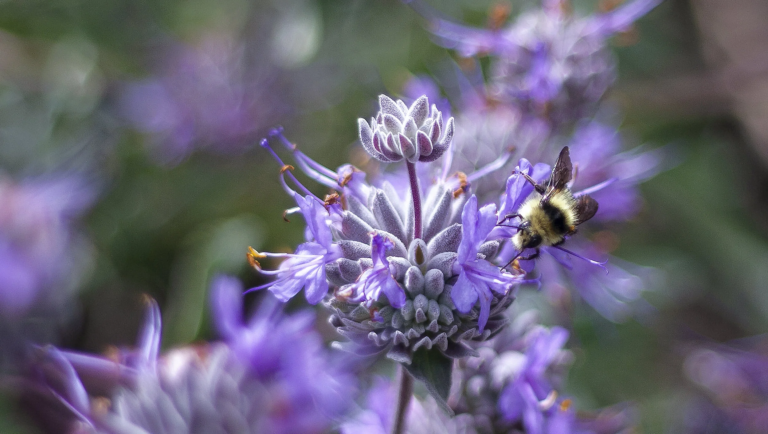 crop1_bumble_bee_salvia_IMG_2590.jpg