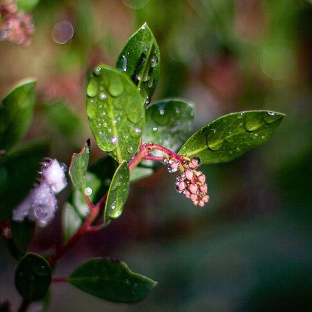 It&rsquo;s officially manzanita season at our house. Here is our Howard mcminn / vine hill manzanita finally starting to bud. This manzanita originated from Sonoma county not too far from where I live. It&rsquo;s thriving here in el cerrito. The drip