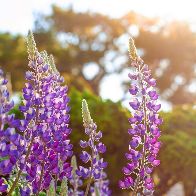 Lovely lovely lupine in that fine morning sun 😍  my silver bush lupine has exploded this year with tall proud soldiers marching off into the sun.  It&rsquo;s a total bee 🐝 buffet.