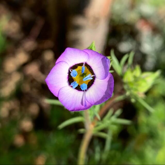 The spring equinox is here! We are all going into our cocoon, and hopefully we meet the summer 🦋 with new found appreciation for each other.  Native wildflower Tricolor Gilia from my garden.