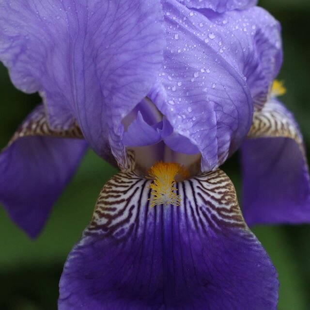 Full on Tiger King vibes from this iris flower. Gosh that show is so bizarre glad I finally convinced the hubs to watch it.  What are you watching? #tigerking #exotics #nutzo #escapism #popculture