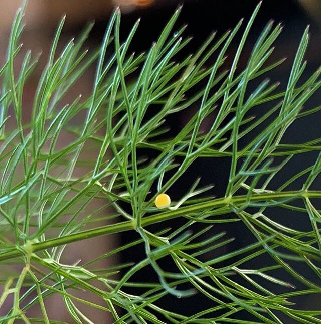 Happy Beltane! Here is an anise swallowtail butterfly egg that Sofia named &ldquo;g&rdquo;.