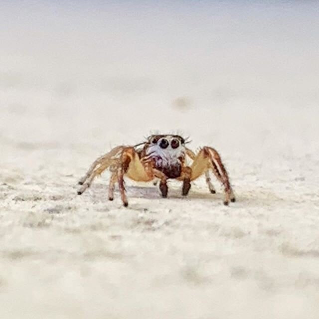 Hello. I&rsquo;m just a cute little spider.