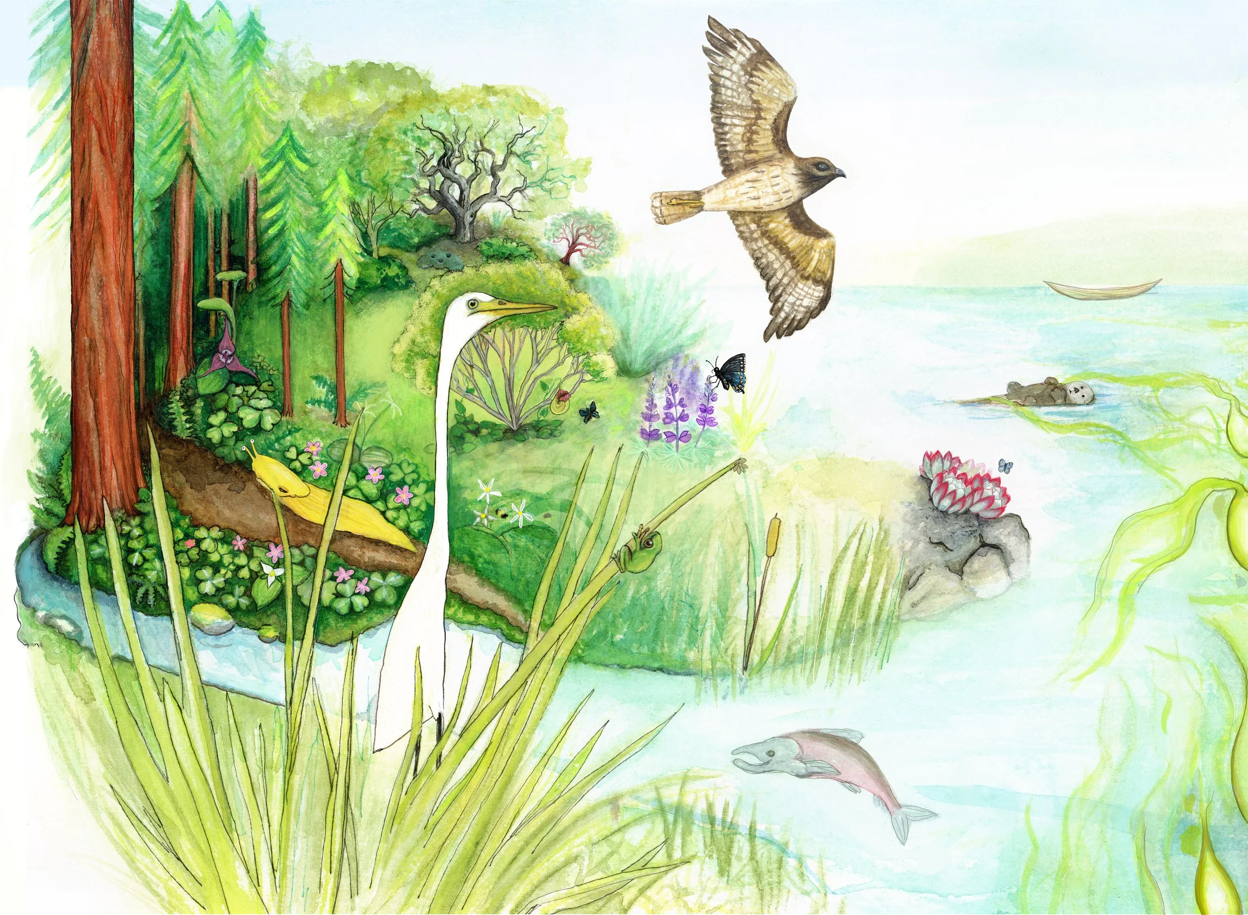 FEUDI-bay-area-ecology.jpg