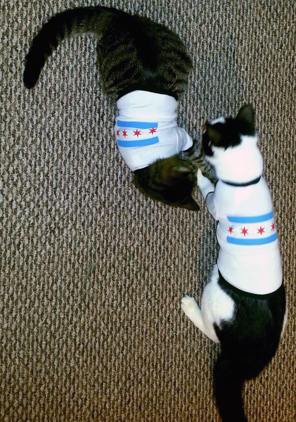 catsintees.jpg