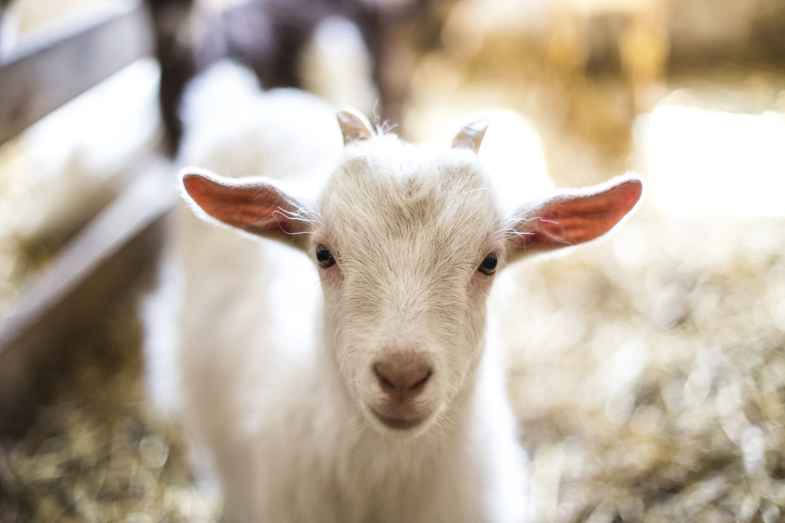 Buy a Goat for the Farm!