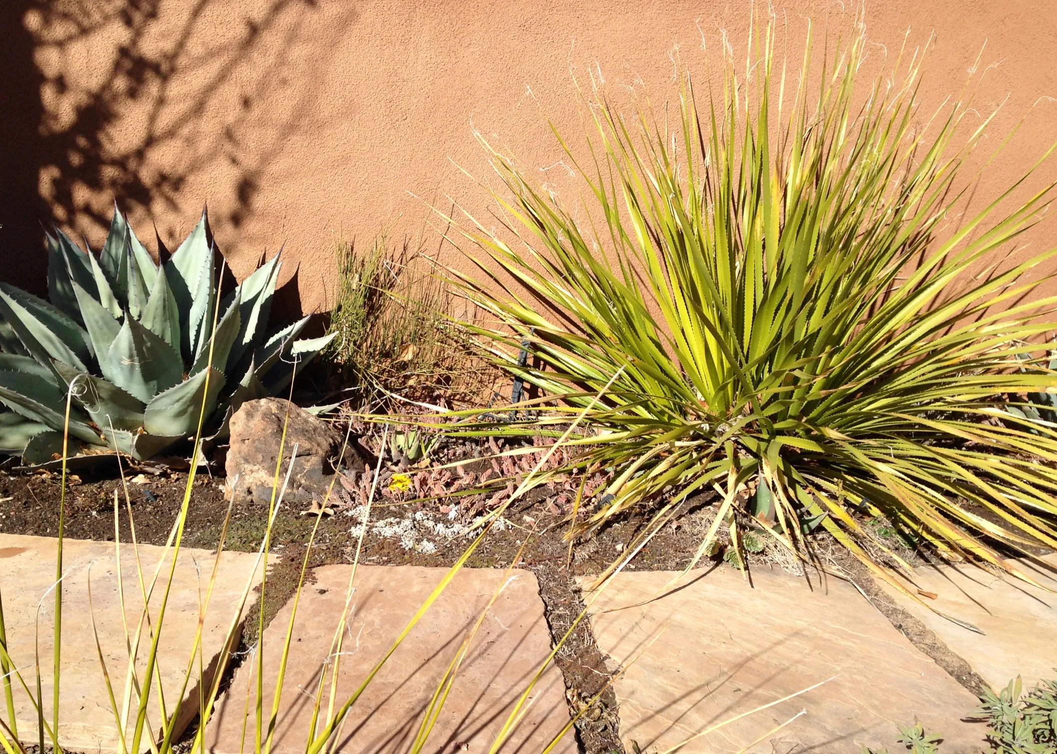 incana-cactus.jpg