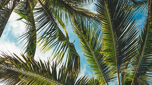Palm Sunday