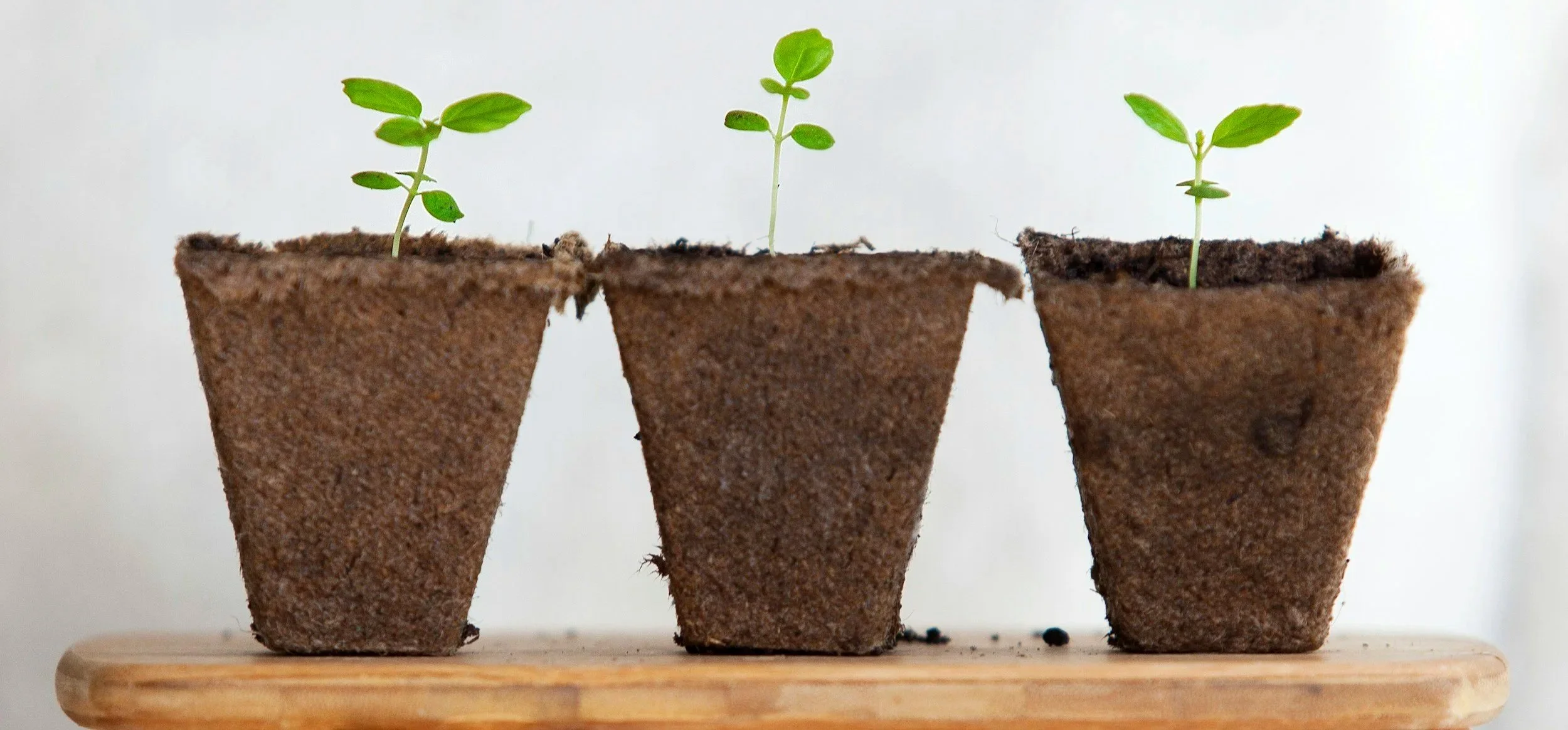 Being Planted on Purpose