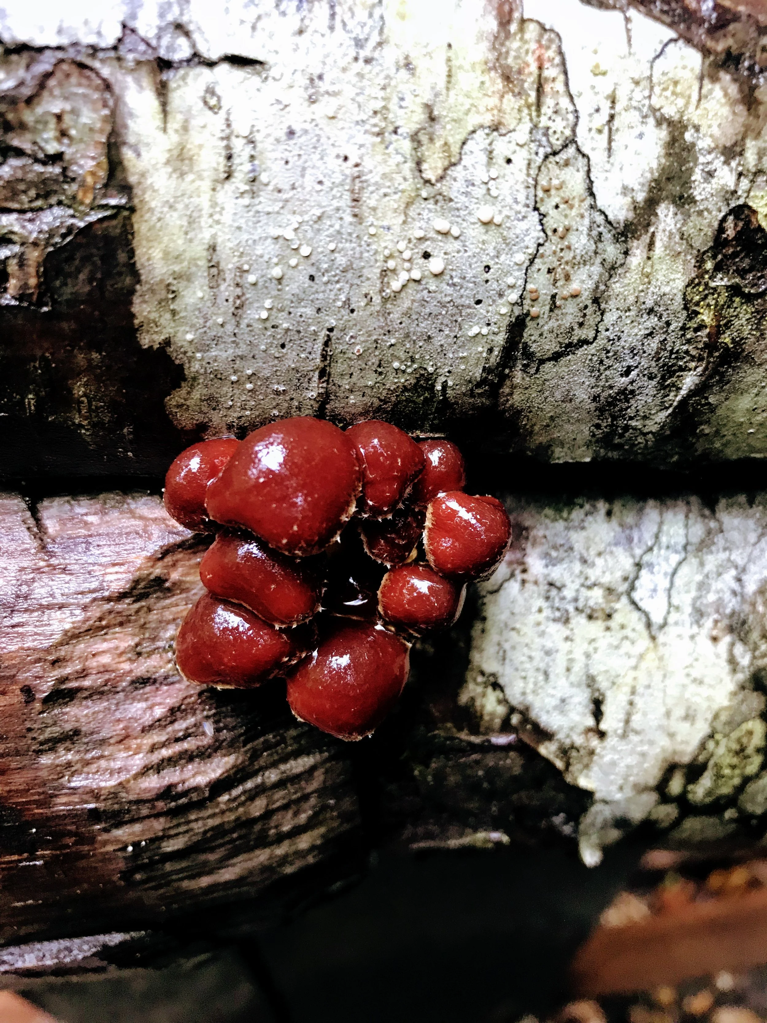 These are mushrooms