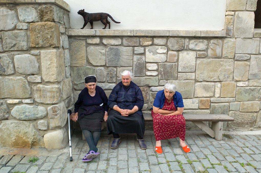 Cat, Mtskheta, Georgia 2012