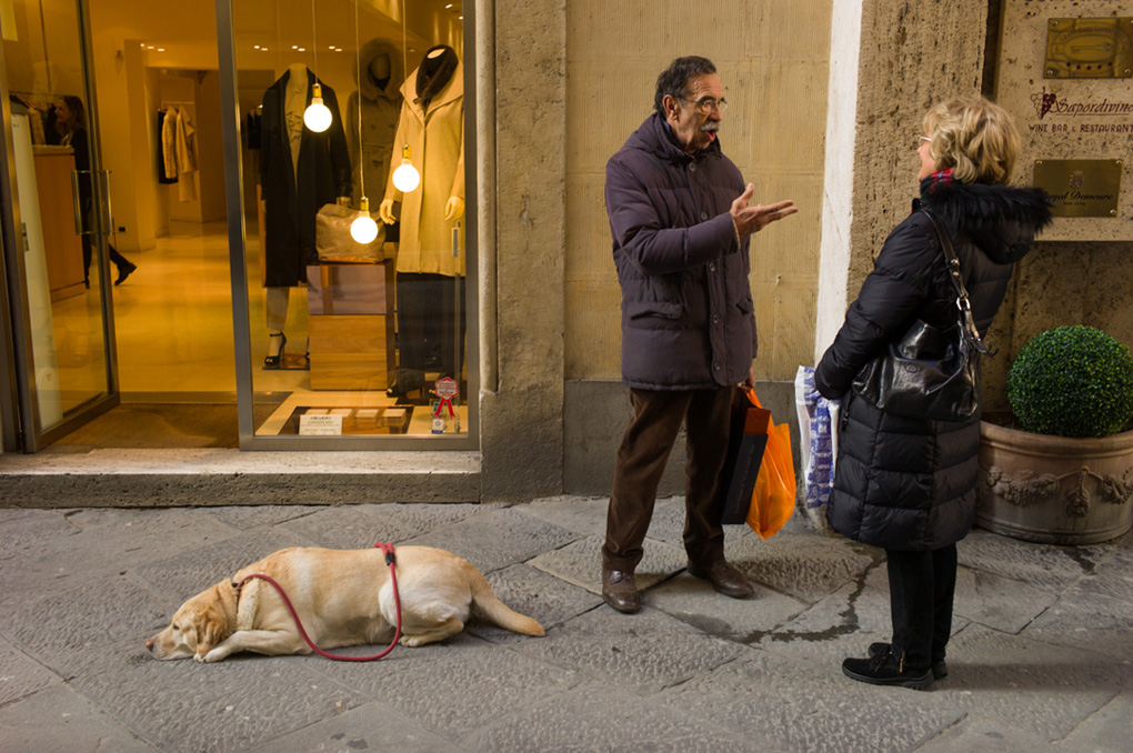 Dog, Siena 2012