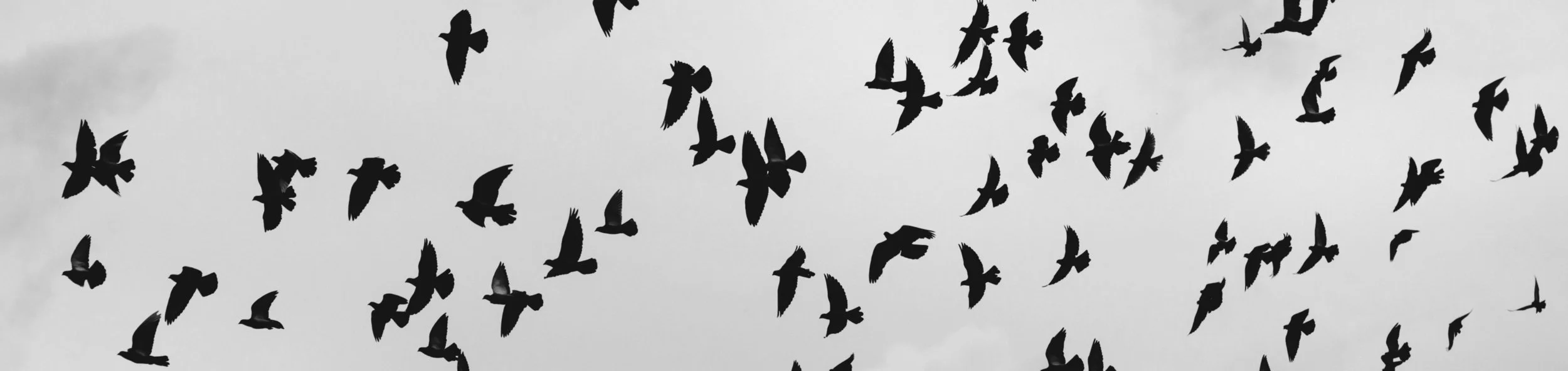 Birds 1 crop.jpg
