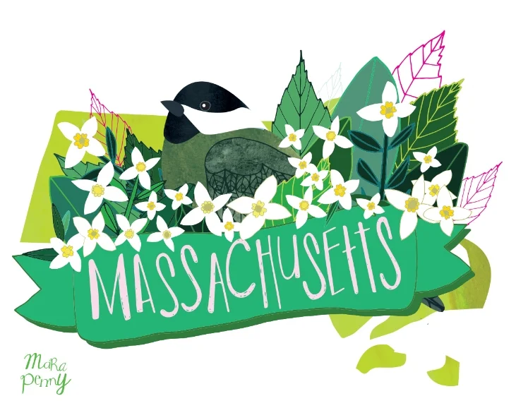 penny_PP_state-bird-massachusetts-chickadee.jpg