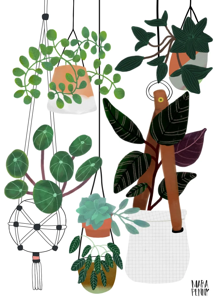 Hanging Plants