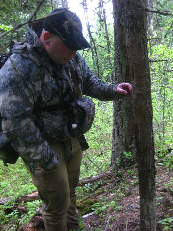 first-bear-rub-tree.jpg