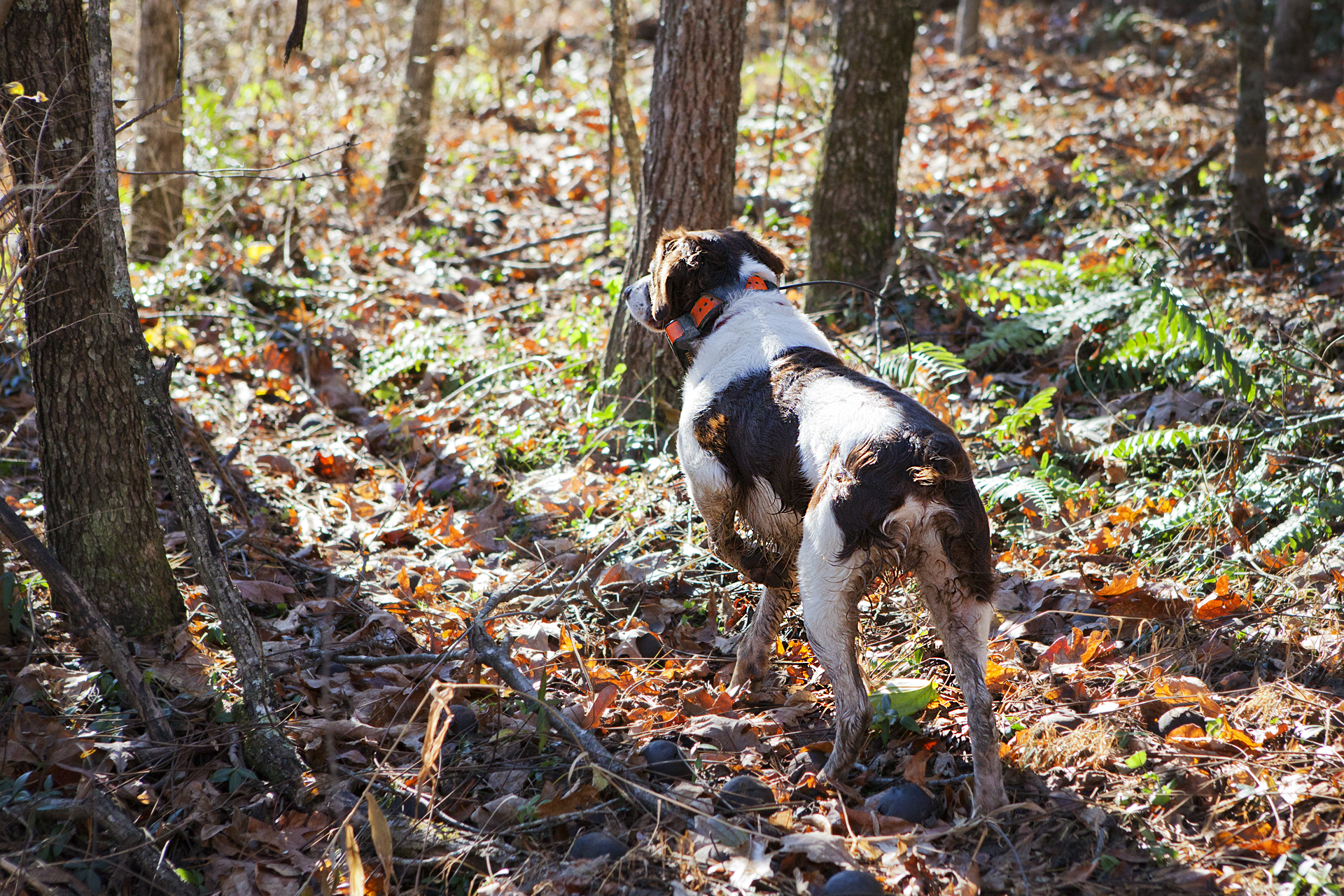 ADV007_hunting_dog.jpg