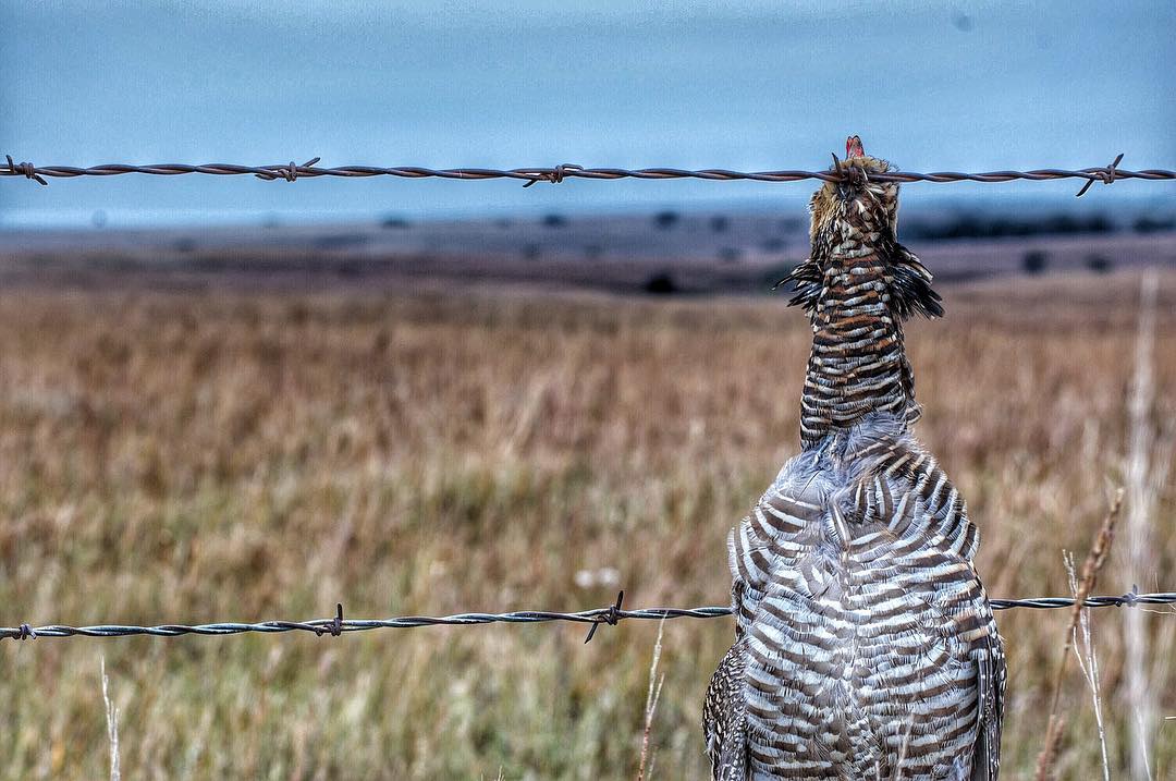 Chicken fence.jpg