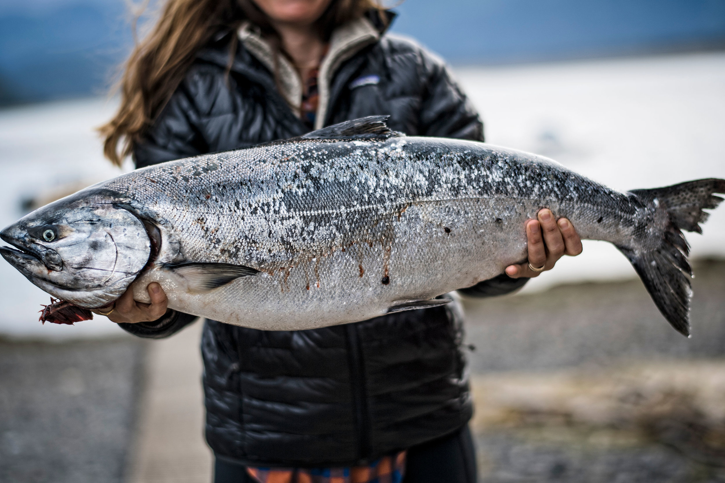 King Salmon