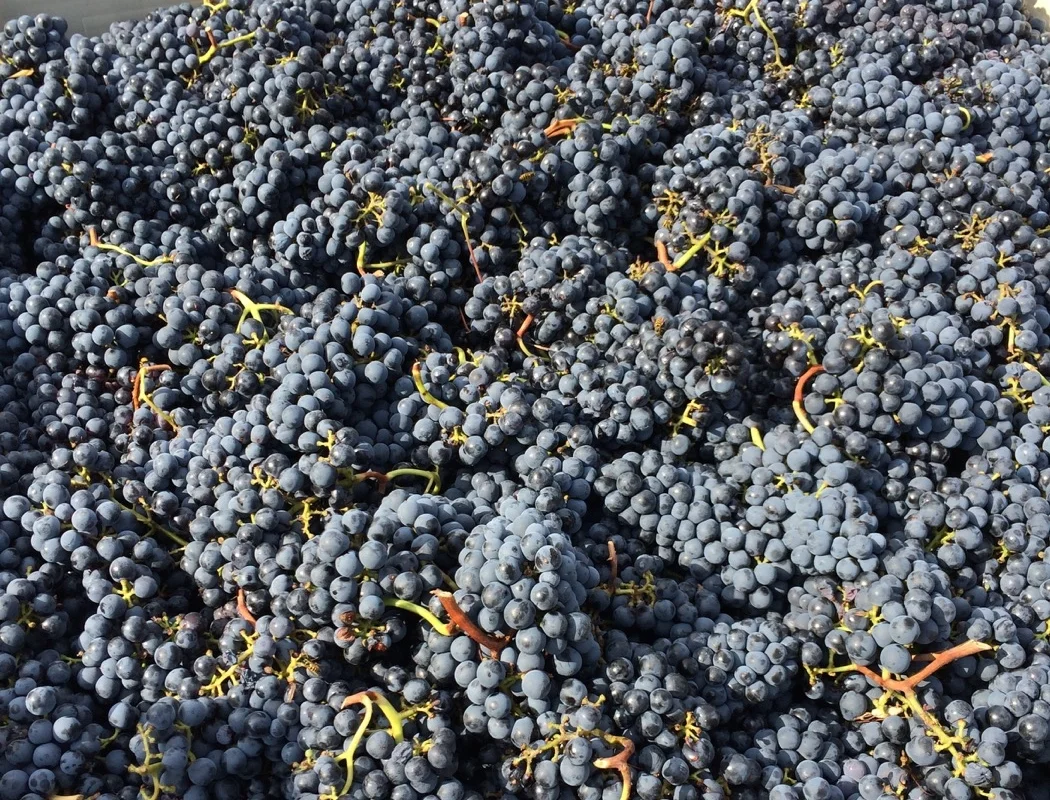 Valdiguié grapes harvested 9/19 from Rancho Chimiles.