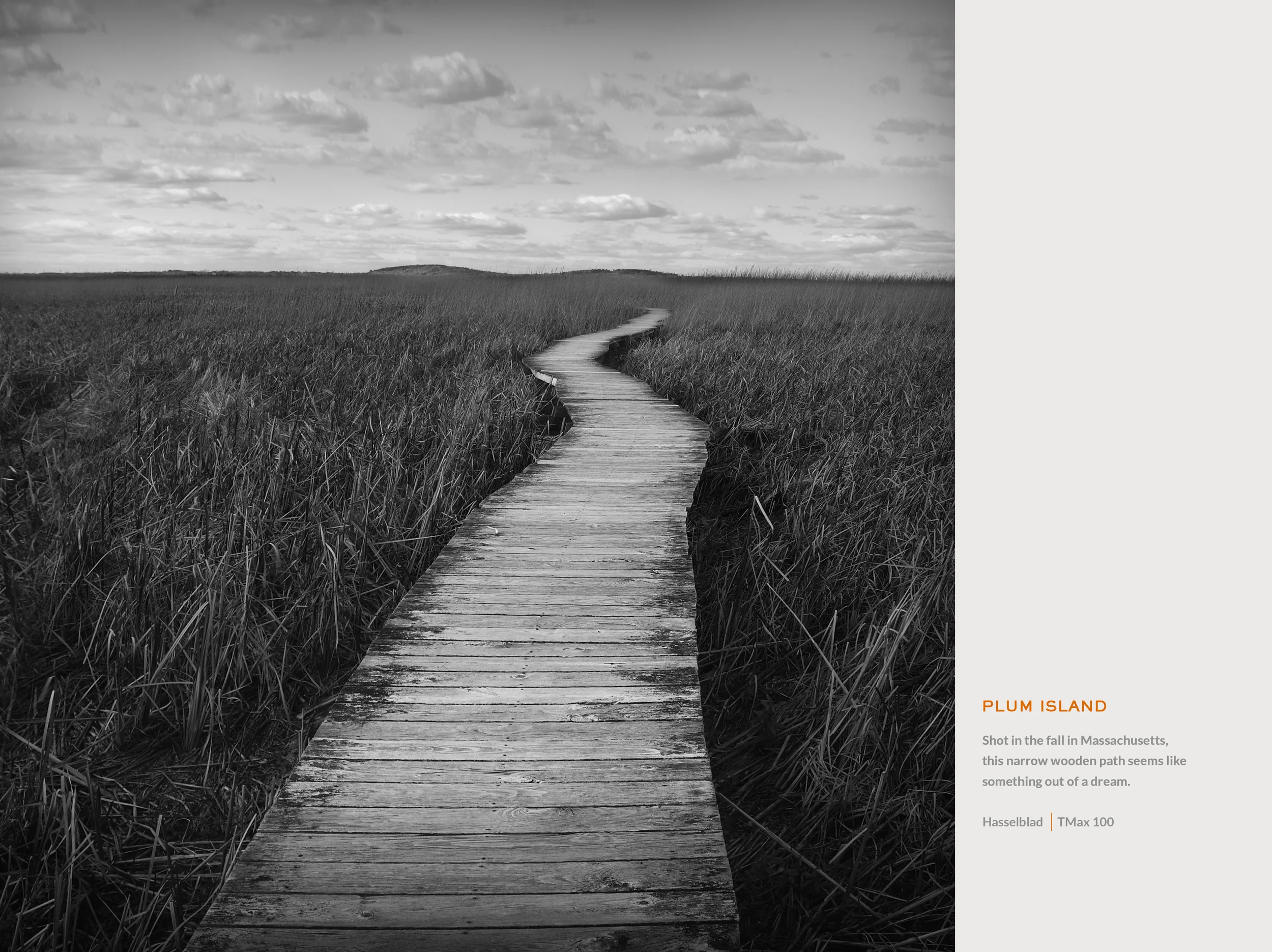 PLUM ISLAND Close.jpg