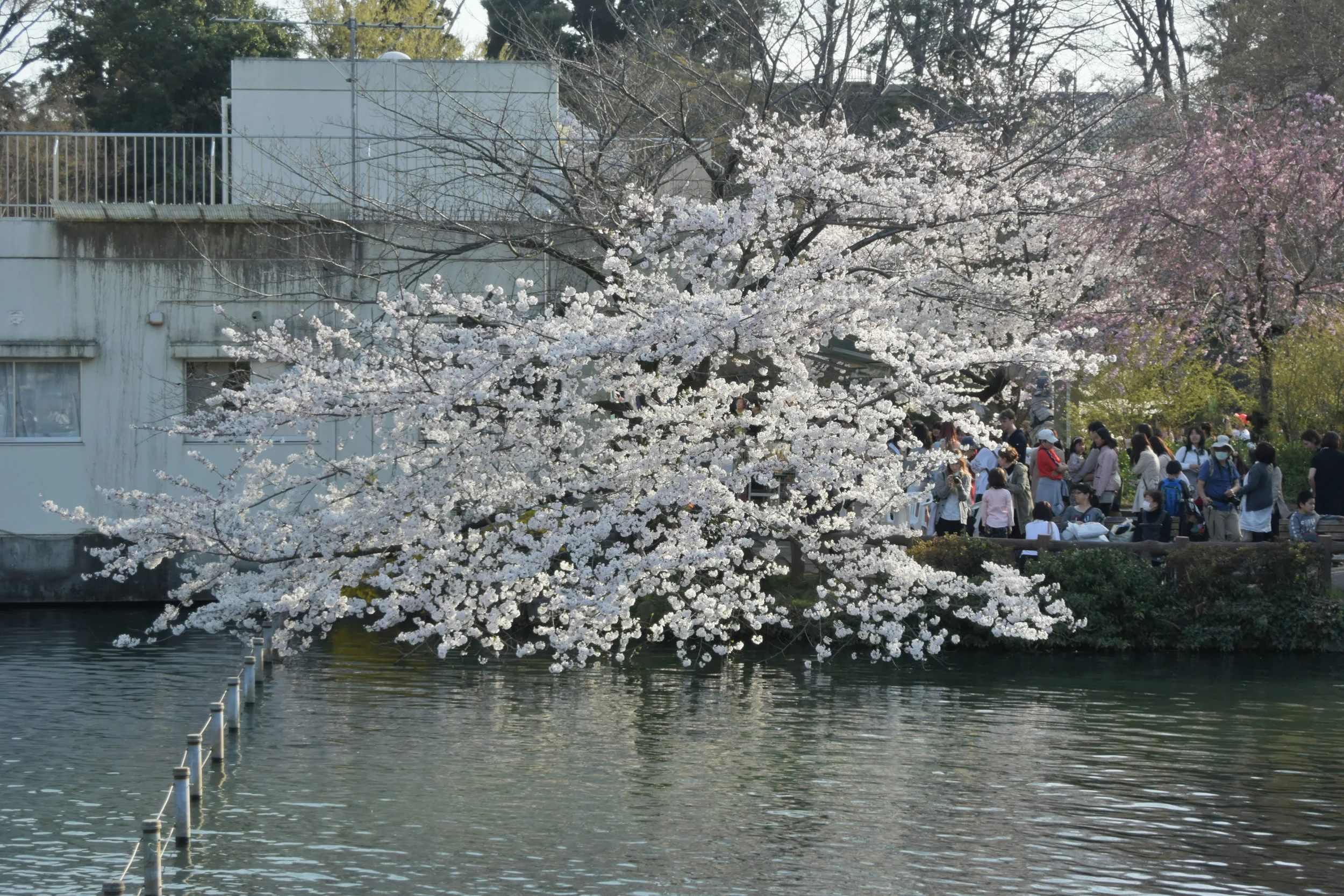 sakura-curtain.jpg